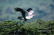 Secretary Bird Photograph by Art Wolfe Secretary Bird Photograph by Art Wolfe