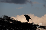 Secretary Bird In Silhouette Photograph by John Shaw