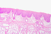 Section Of A Human Lingual Salivary Gland Photograph by Science Photo Library
