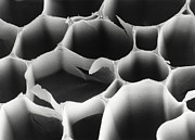 Section Through Balsa Wood Photograph by Science Photo Library