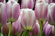 Seeing Pink Photograph by Penny Lisowski