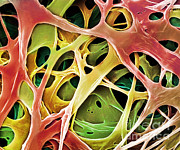 Sem Of Mushroom Mycelium Photograph by Linnea Rundgren/Linear Photography