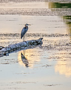 Sentinel Of The Lake  Photograph by Kevin Anderson