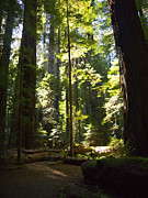 Sequoia Forest Photograph by Brenda Kean