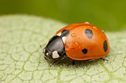 Seven-spotted Lady Beetle II Photograph by Clarence Holmes