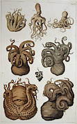 Seven Squid And Octopuses Photograph by Science Photo Library