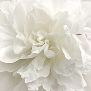 Shabby Chic Wedding Photograph by Darlene Kwiatkowski