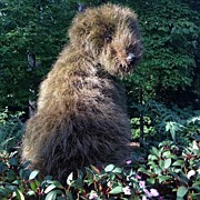 Shaggy Dog Made Of Plants Photograph by Daniel Eskridge