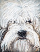 Shaggy Dog Painting by Shana Rowe Jackson