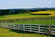 Shapely Cornfield Photograph by Tana Reiff