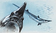 Shark Teeth From Fossil Photograph by Science Photo Library