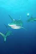 Sharks Photograph by Science Photo Library