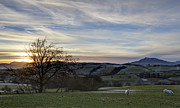Sheepish Sunset Photograph by B Cash