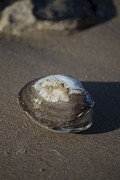 Shell or someone's dinner Photograph by Spikey Mouse Photography