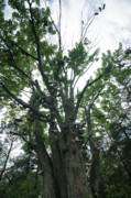 Shoe Tree 2 - Out On A Limb Photograph by Linda Shafer