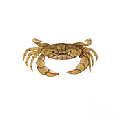Shore Crab Photograph by Carlyn Iverson Shore Crab Photograph by Carlyn Iverson