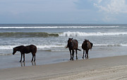 Shoreline Stroll Photograph by Kim Galluzzo Shoreline Stroll Photograph by Kim Galluzzo