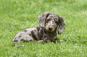 Short-haired Dachshund Puppy Photograph by John Daniels
