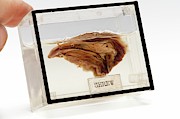 Shrew Head Photograph by Science Photo Library