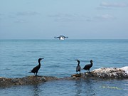 Shrimpy Shrimpers Photograph by R B Harper