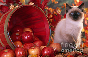 Siamese Kitten #1 Photograph by Alan and Sandy Carey