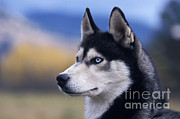 Siberian Husky Dog Photograph by Rolf Kopfle