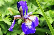 Siberian Iris (iris Sibirica 'ottawa') Photograph by Science Photo Library