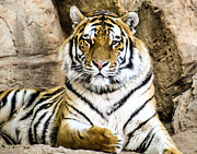 Siberian Tiger Photograph by Dawn Key