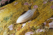 Silky Sea Cucumber Photograph by Andrew J. Martinez