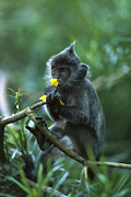 Silvered Leaf Monkey Eating Flowers Photograph by Cyril Ruoso