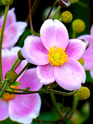 Simplicity Photograph by Azthet Photography