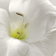 Simplicity Photograph by Darlene Kwiatkowski