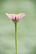 Simplicity in Pink  Photograph by Jeanne May