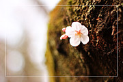 Single Cherry Blossom Blooming from Tree Trunk Photograph by Beverly Claire Kaiya