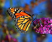Sipping Monarch Photograph by Patrick Witz