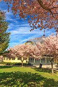 Slater Park Spring Photograph by Bryan Bzdula