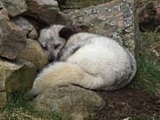 Sleeping Arctic Fox Photograph by Phil Banks