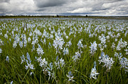 Small Camas Flowers Weippe Prairie Idaho Photograph by Michael Durham