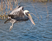 Small Catch Photograph by Mike Covington