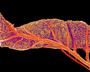 Small Intestine Blood Vessels Photograph by Science Photo Library
