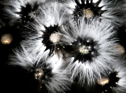 Small Worlds Photograph by Rory Siegel