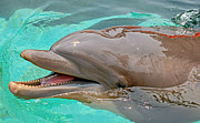 Smiling at You Photograph by Donna Proctor