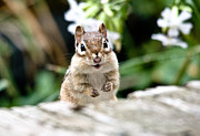 Smiling Chipmunk Photograph by Cheryl Baxter
