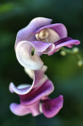 Snail Flower Photograph by Joy Watson Snail Flower Photograph by Joy Watson
