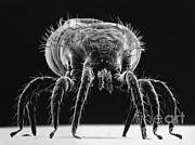 Snake Mite Photograph by Biophoto Associates