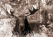 Snoozing Moose Photograph by Tracy Smith