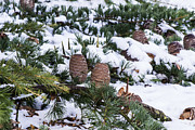 Snow Cones Photograph by Spikey Mouse Photography