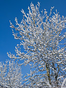 Snow Covered Tree Photograph by Mark Llewellyn