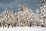Snow covered trees in the forest in winter Photograph by Matthias Hauser