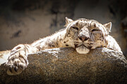 Snow Leopard Relaxing Photograph by John Wadleigh Snow Leopard Relaxing Photograph by John Wadleigh